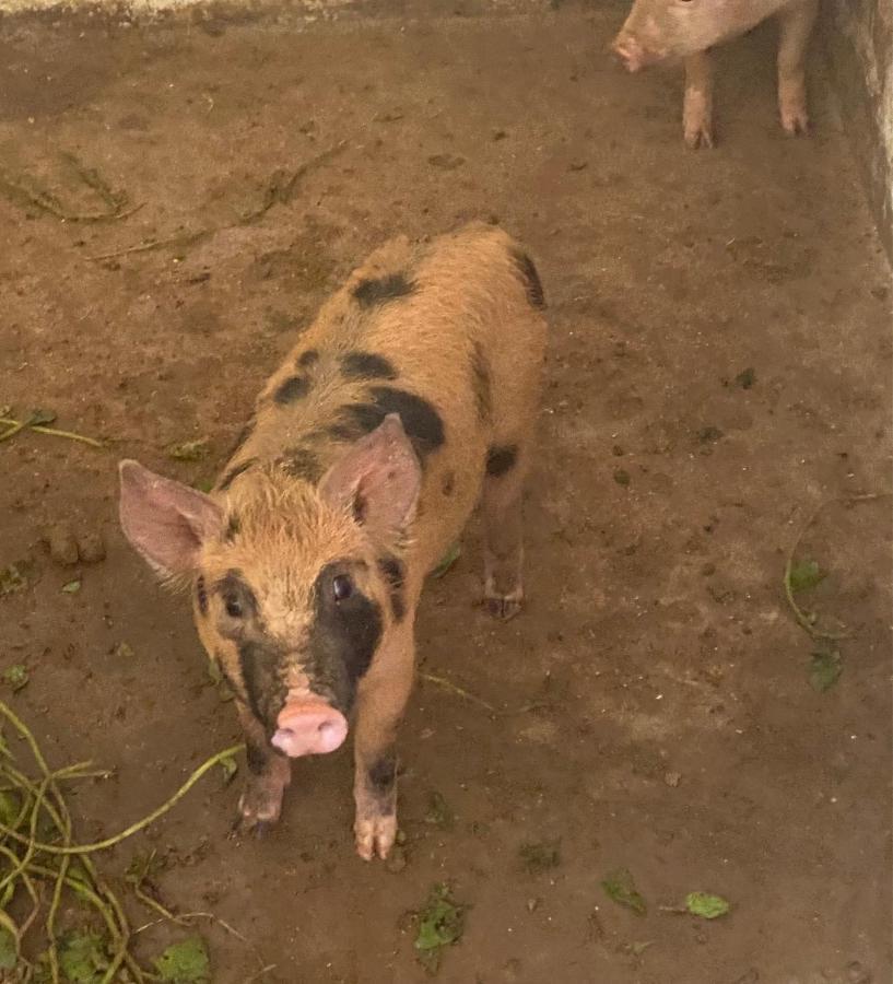 Hotel Fazenda Bonanza Engenheiro Paulo de Frontin Esterno foto